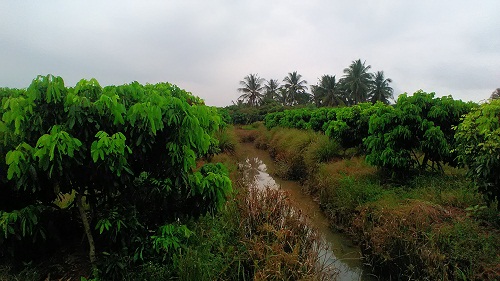  Mô hình trồng nhãn Idor trên đất lúa chuyển đổi tại xã Long Hòa và Châu Hưng, huyện Bình Đại 